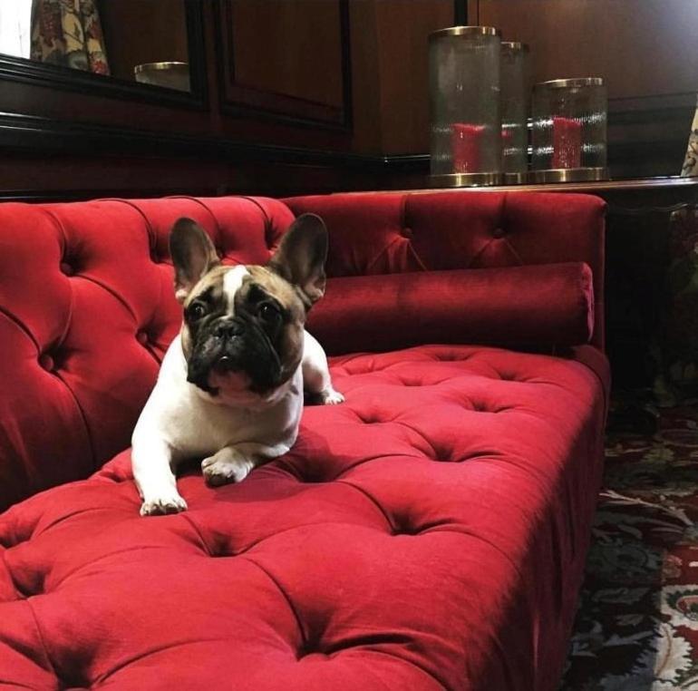 Narutis Hotel - Small Luxury Hotels Of The World VNO Kültér fotó French Bulldog